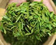 茶樹產(chǎn)量高嗎？一畝產(chǎn)多少斤？