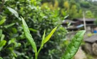 4月19日最新咨詢：“七安紅”春茶開始采收，新